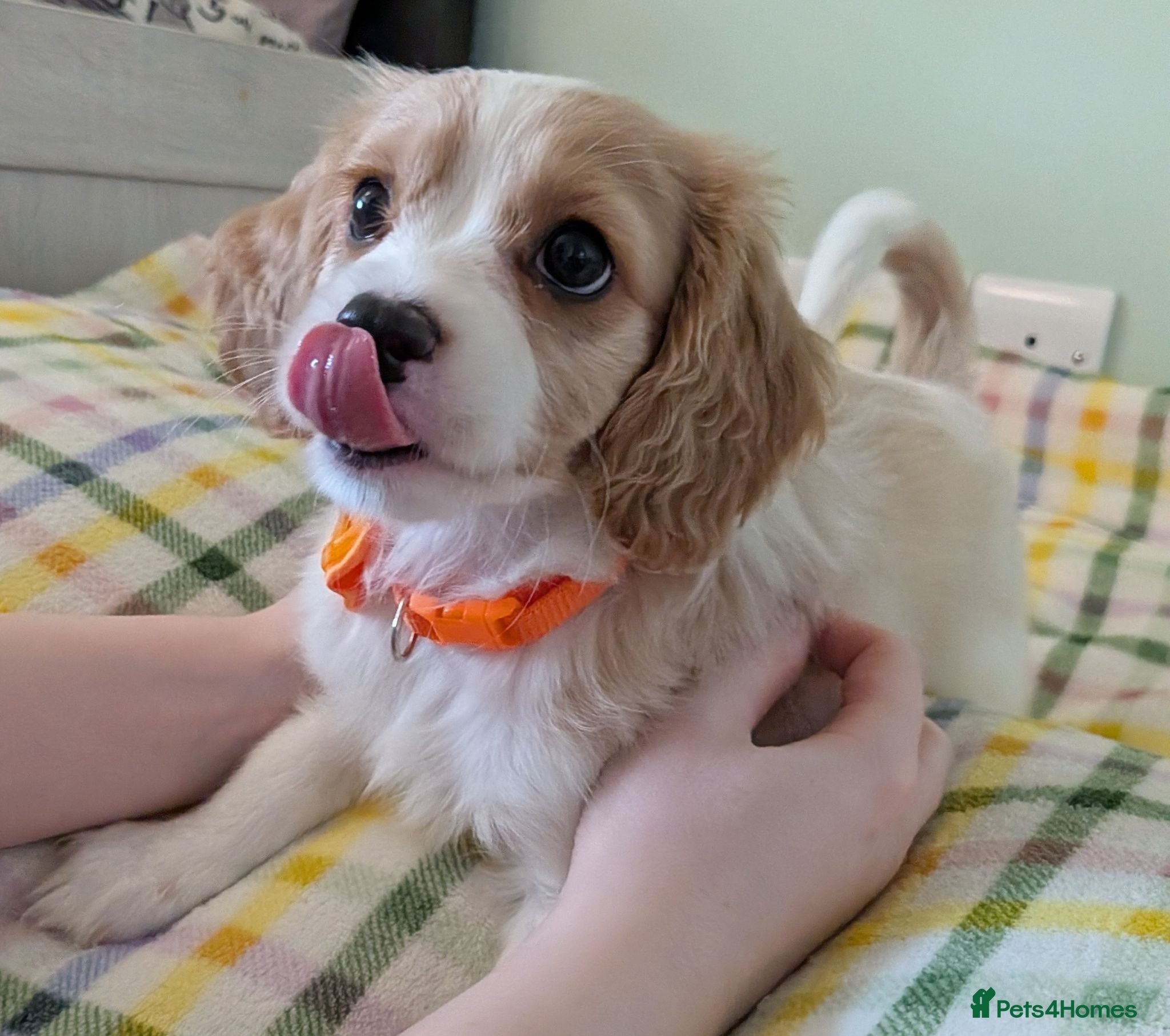 Cavapoo dogs F1B Cavapoo Puppies Health Tested KC Parents - Advert 1