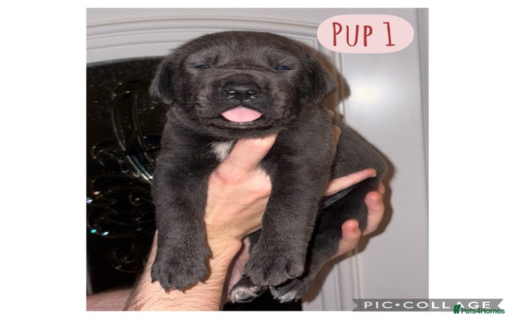 Cane Corso dogs - Advert 1