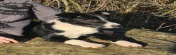 Border Collie dogs for sale: Unneutered make border collie - Advert 1