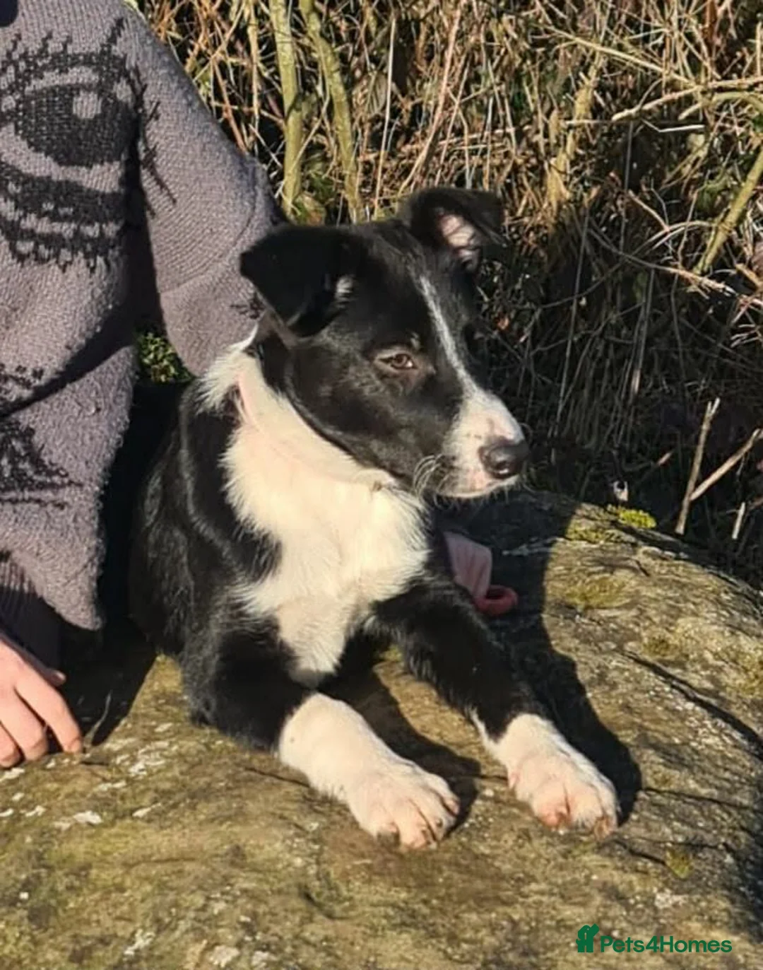 Border Collie dogs for sale: Unneutered make border collie - Advert 1