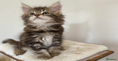 Maine Coon cats - Advert 4