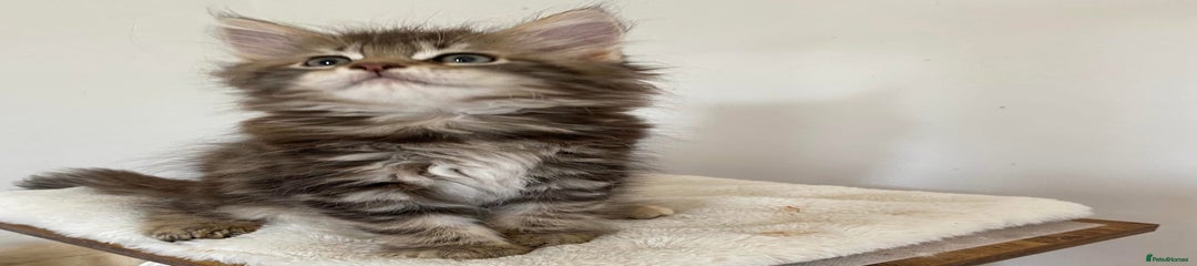Maine Coon Kitten 4