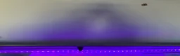 Axolotl reptiles for sale: X3 axolotls  in Manchester - Advert 6