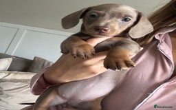 Miniature Dachshund dogs for sale: Isabella tan✨READY TO LEAVE - Image 6