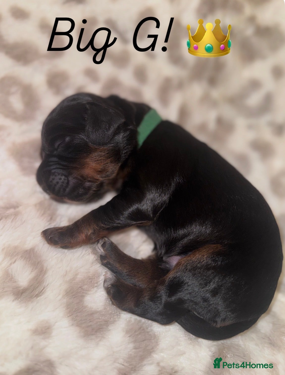 Cocker Spaniel dogs Health tested KC Registered working cocker Spaniel - Advert 4