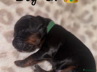 Cocker Spaniel dogs Health tested KC Registered working cocker Spaniel - Advert 10