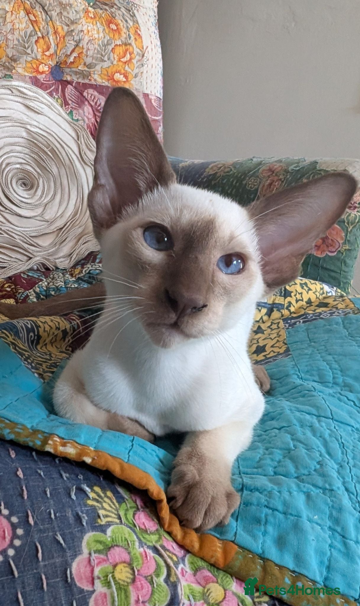 Siamese cats Beautiful Siamese kittens - Advert 3