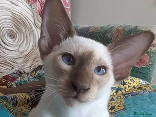 Siamese cats Beautiful Siamese kittens - Advert 3