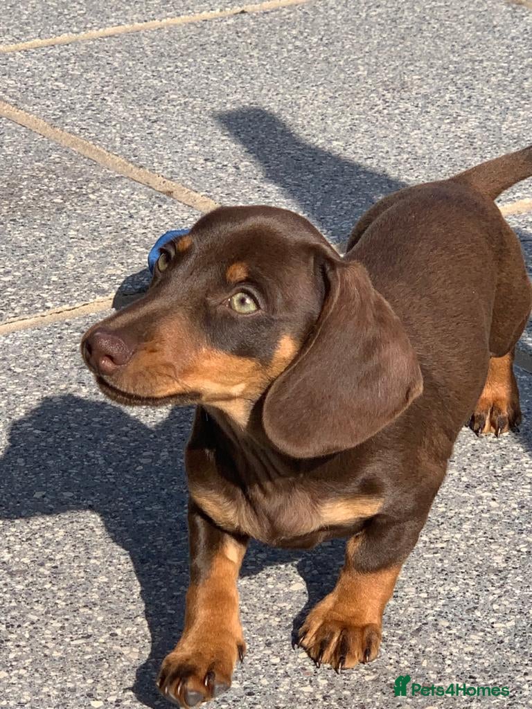 Dachshund dogs Reggie Roo - Advert 4