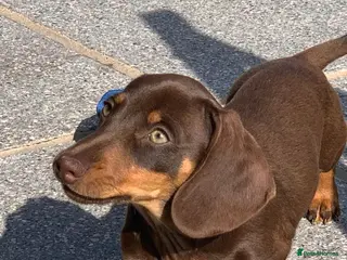 Dachshund dogs Reggie Roo - Advert 4
