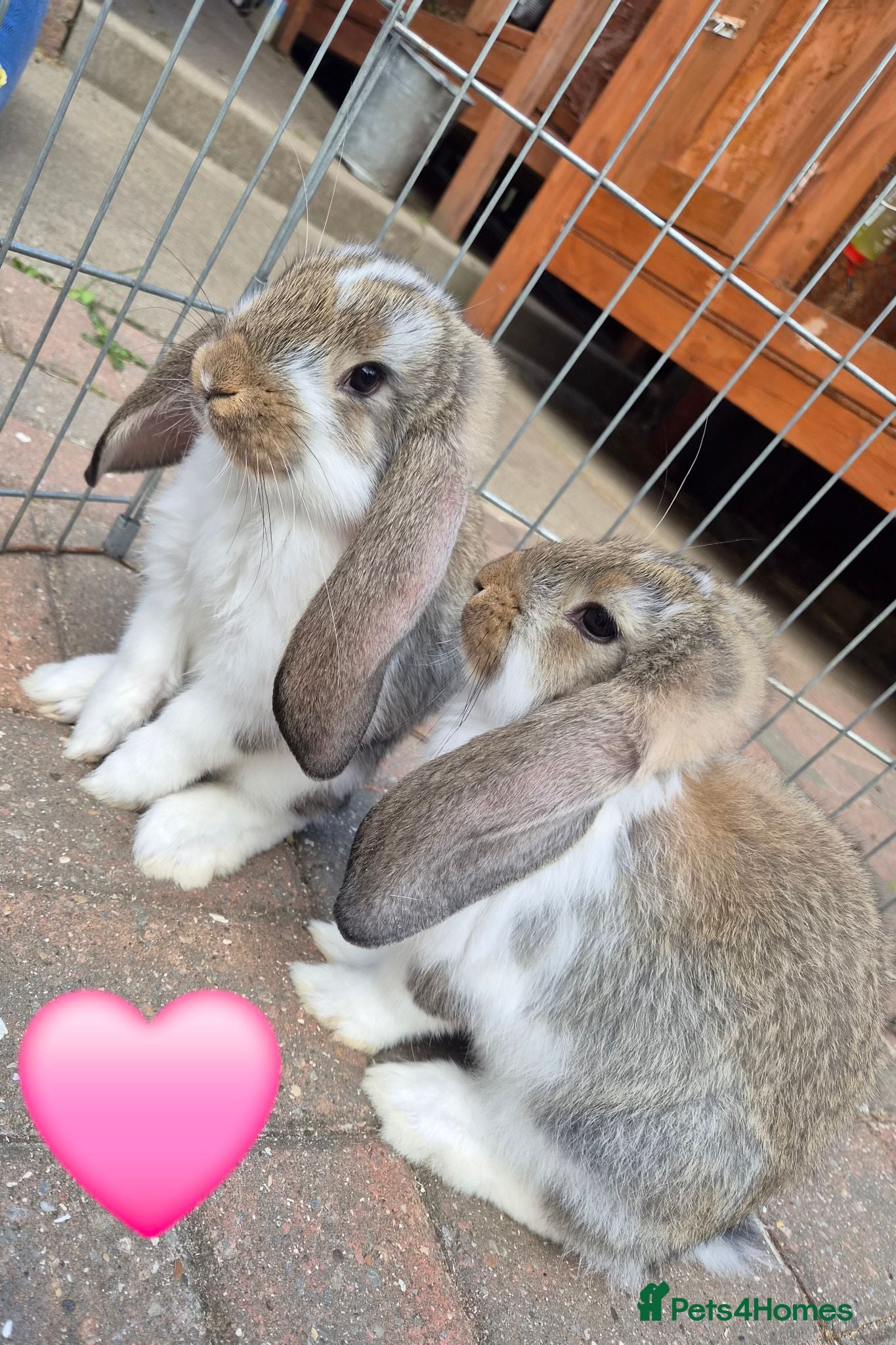 French Lop rabbits 7 beautiful show quality french lops left  - Advert 2
