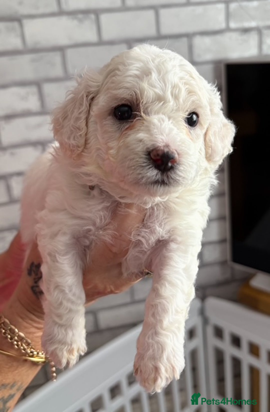 Poochon dogs for sale: 9 Poochon Puppies for Sale – Merles Available - Image 3