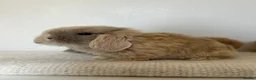 Angora rabbits for sale: Angora × Lion Lop Baby Bunny  - Advert 9