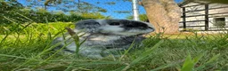 Dwarf Lop rabbits for sale: 3 Bonded Male Rabbits Need a Good Home - Advert 4