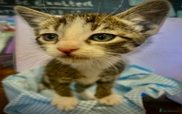 European cats for sale: Colourful kittens - Image 3