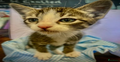 European cats - Advert 9
