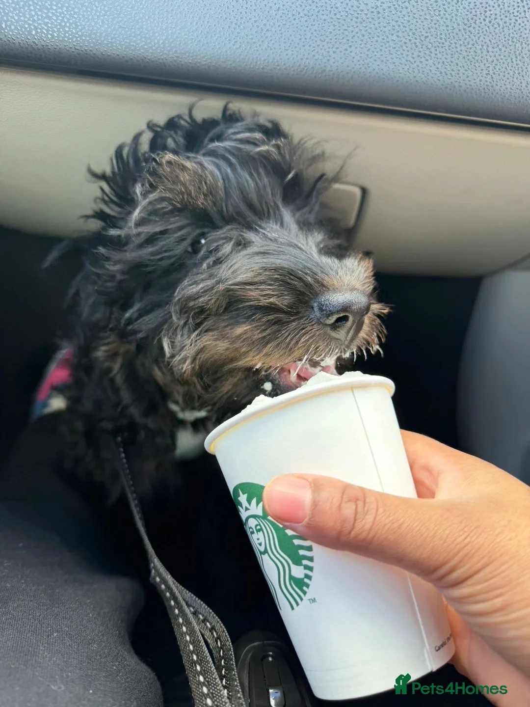 Cockapoo dogs for sale: 5-Month-Old Cockapoo  in Milton Keynes - Advert 2