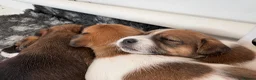 Jack Russell dogs for sale: Delightful Miniature Jack Russell Pups - Advert 14