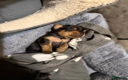 Mixed Breed dogs for sale: Yorki Puppies available from 21/12/25 - Advert 20