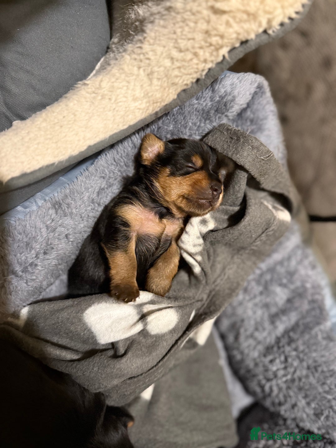 Mixed Breed dogs for sale: Yorki Puppies available from 21/12/25 - Advert 20