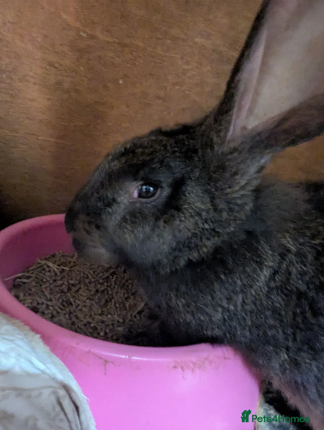 Continental Giant rabbits for sale: Continental giant  - Advert 2