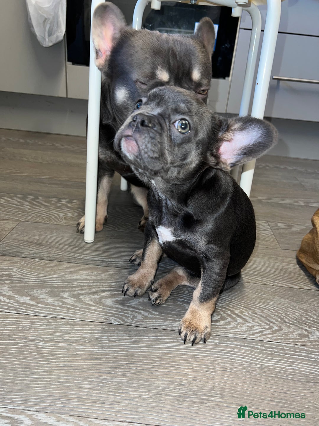 French Bulldog dogs for sale: Adorable Purebred Female French Bulldogs Ready! - Advert 3