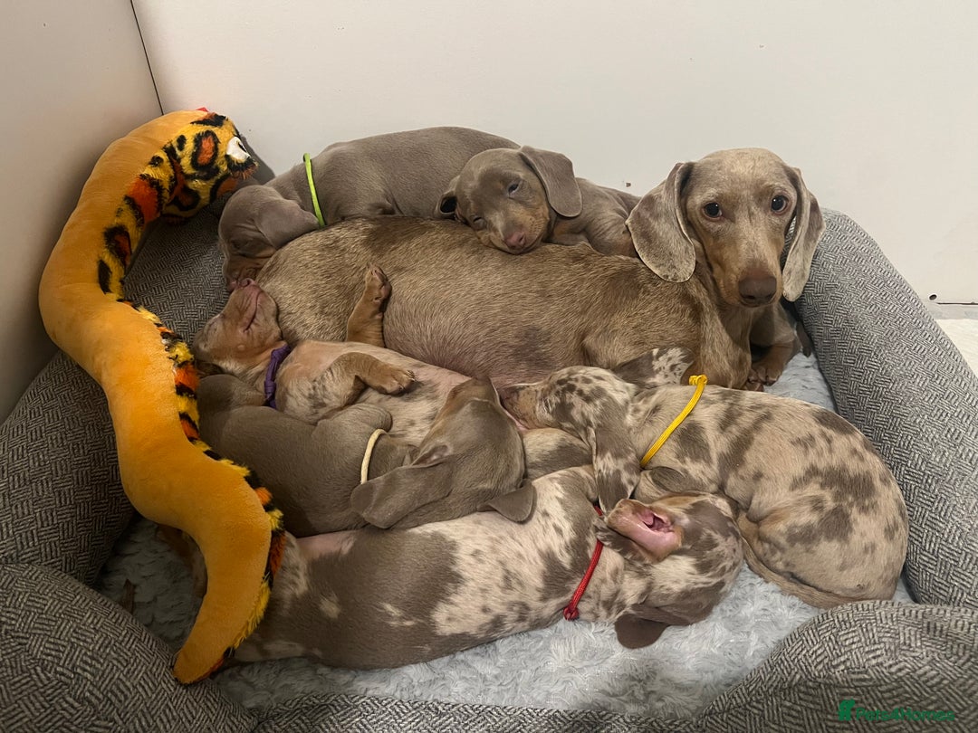 Dachshund dogs for sale: 🌈🌈 Isabella and tan Beautiful puppy’s 🌈🌈  - Image 9