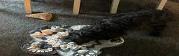 Cocker Spaniel dogs for sale: Indiana - beautiful male puppy - Advert 5