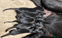 German Shepherd dogs for sale: KC Straight back GSD Puppies 🐶  - Image 7