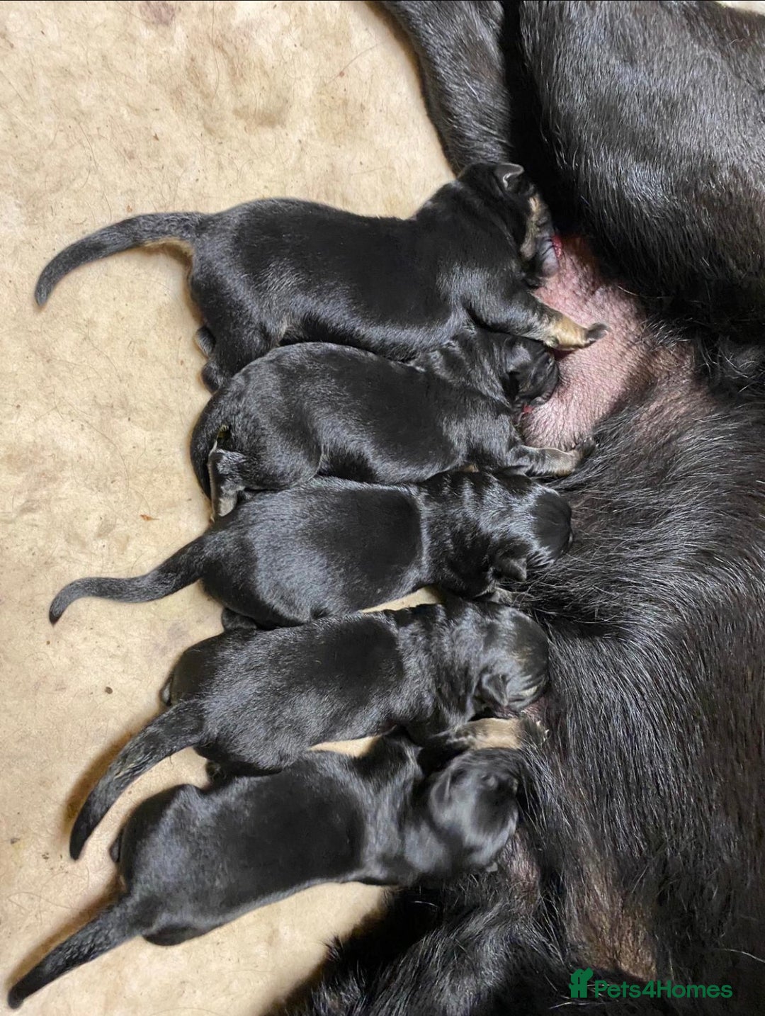 German Shepherd dogs for sale: KC Straight back GSD Puppies 🐶  - Image 7