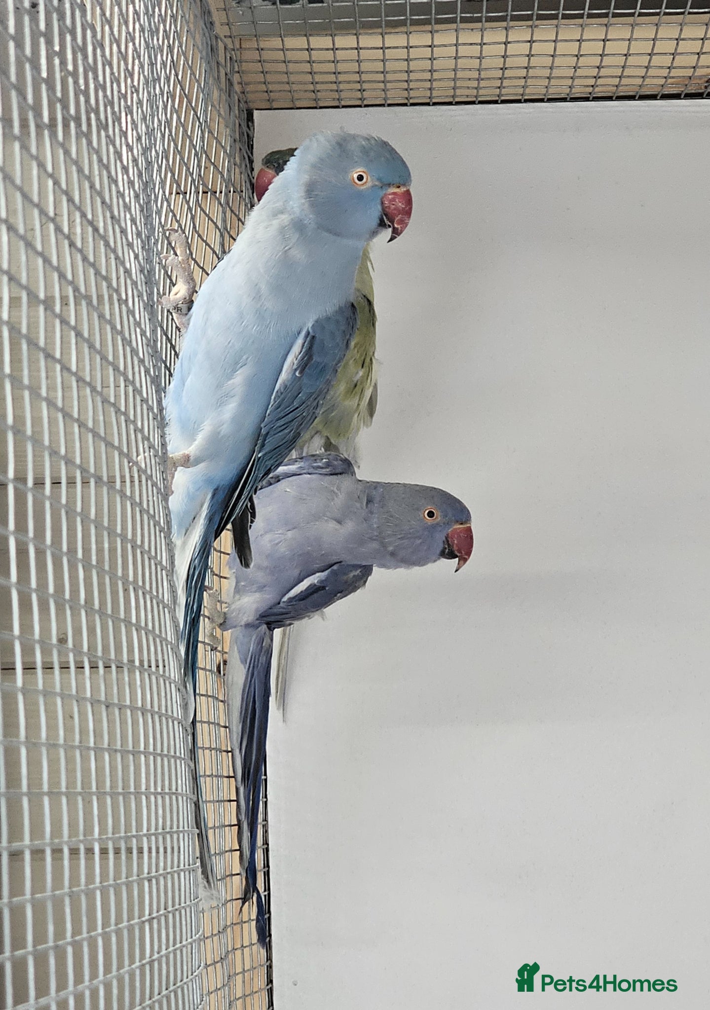 Cockatiels birds Violet Indian Ringneck Hen for sale Breeding pairs - Advert 6
