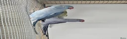 Cockatiels birds for sale: Violet Indian Ringneck Hen for sale Breeding pairs - Advert 1