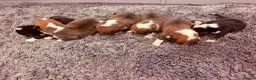Welsh Corgi Pembroke dogs for sale: Kc pembroke corgi puppies - Advert 5