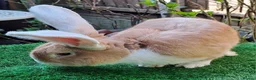 Continental Giant rabbits for sale: Super Stars  Stud Service -Beautiful PROVEN Bucks  - Advert 11