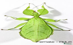 Stick Insects invertebrates for sale: Two mixed color nymphs Phyllium Leaf stick insects - Image 5