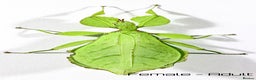 Stick Insects invertebrates for sale: Two mixed color nymphs Phyllium Leaf stick insects - Advert 5