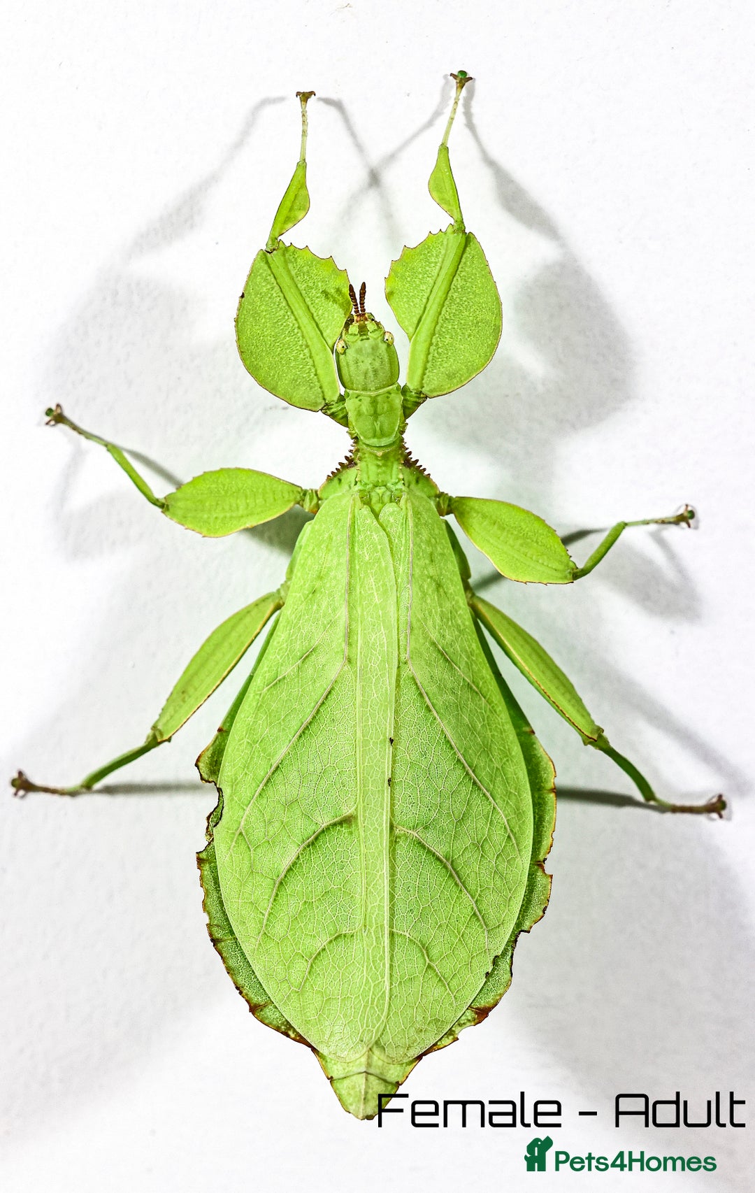 Stick Insects invertebrates for sale: Two mixed color nymphs Phyllium Leaf stick insects - Image 5