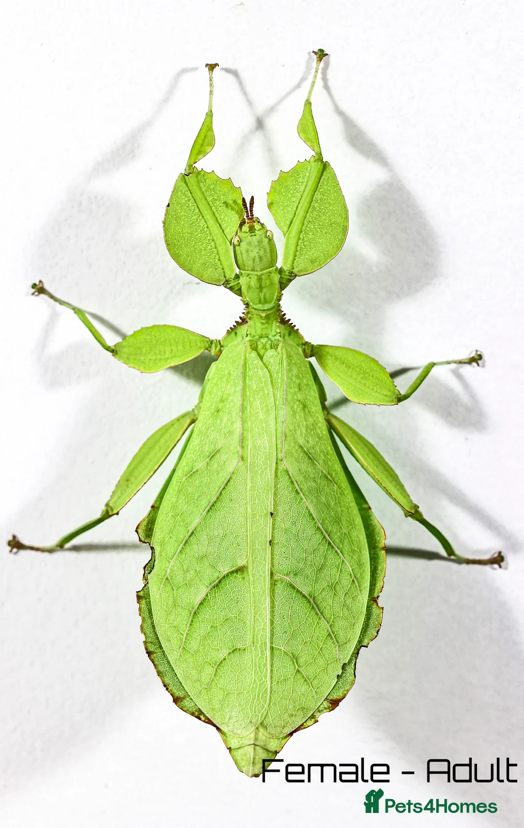 Stick Insects invertebrates for sale: Two mixed color nymphs Phyllium Leaf stick insects - Advert 5