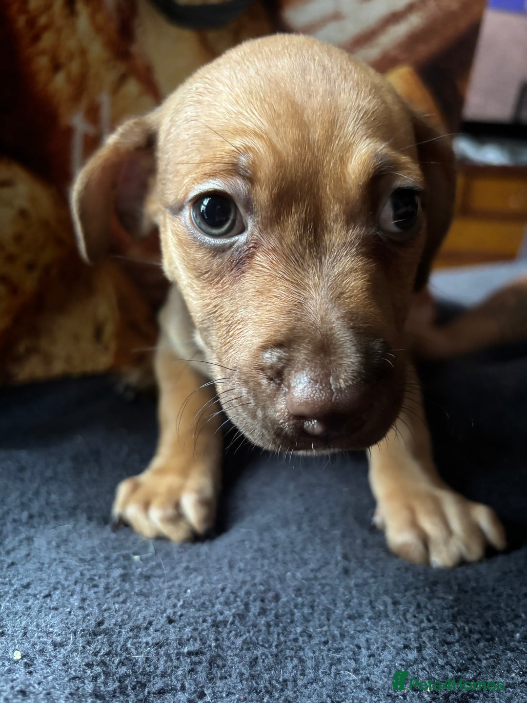 Mixed Breed dogs for sale: Puppies  - Image 15