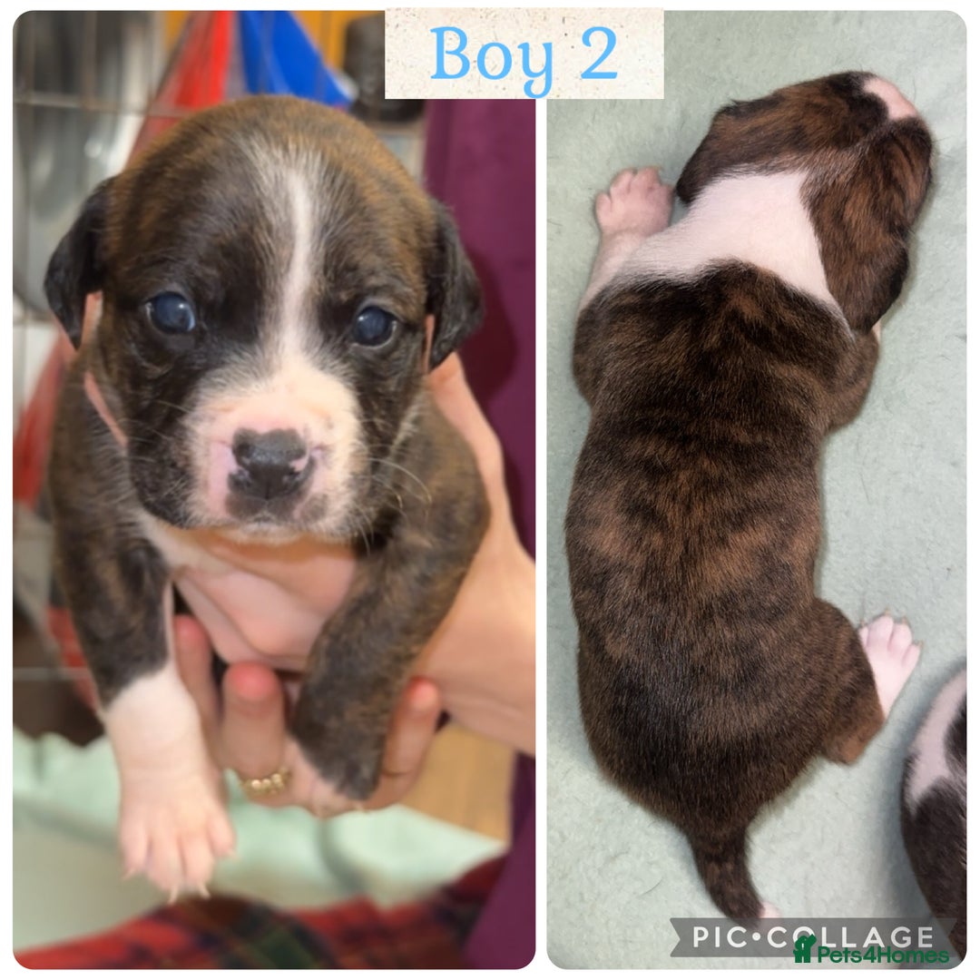 Staffordshire Bull Terrier dogs for sale: 6 staffy x pups  - Advert 6