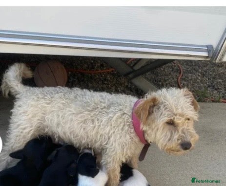 Mixed Breed dogs Terrier cross cockatoo - Advert 4