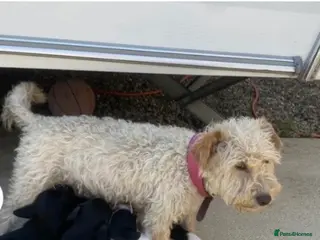 Mixed Breed dogs Terrier cross cockatoo - Advert 3