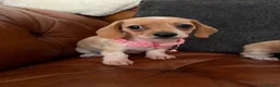 Miniature Dachshund dogs for sale: Beautiful Cream Dachshund Pups 5 ⭐ Licensed  - Advert 10