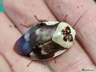 Cockroaches invertebrates - Advert 12