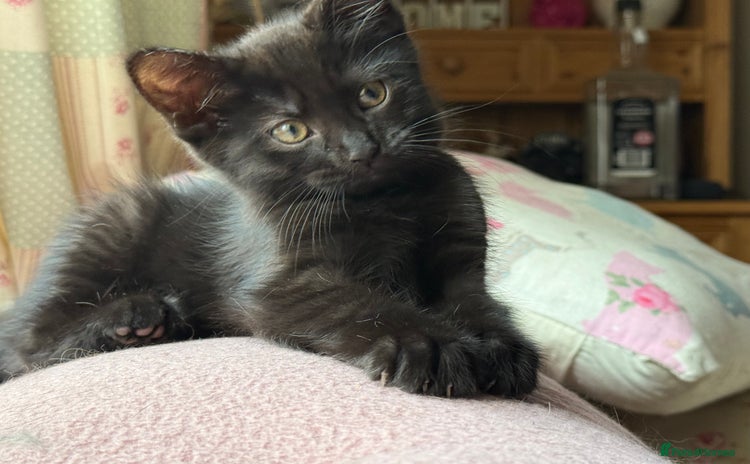 Maine Coon cats - Advert 1