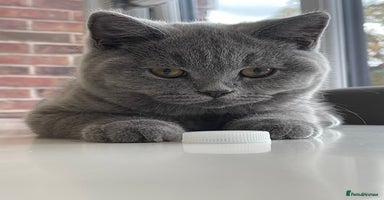 British Shorthair cats - Advert 7