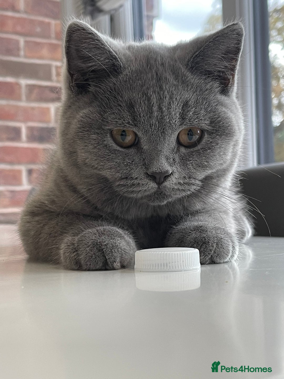British Shorthair cats for sale: GCCF ACTIVE BRITISH SHORTHAIR MALE KITTENS - Image 3