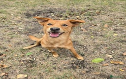 Mixed Breed dogs for adoption: 💙🐶 ARCHIE AND ARNY🐶💙 - Image 22