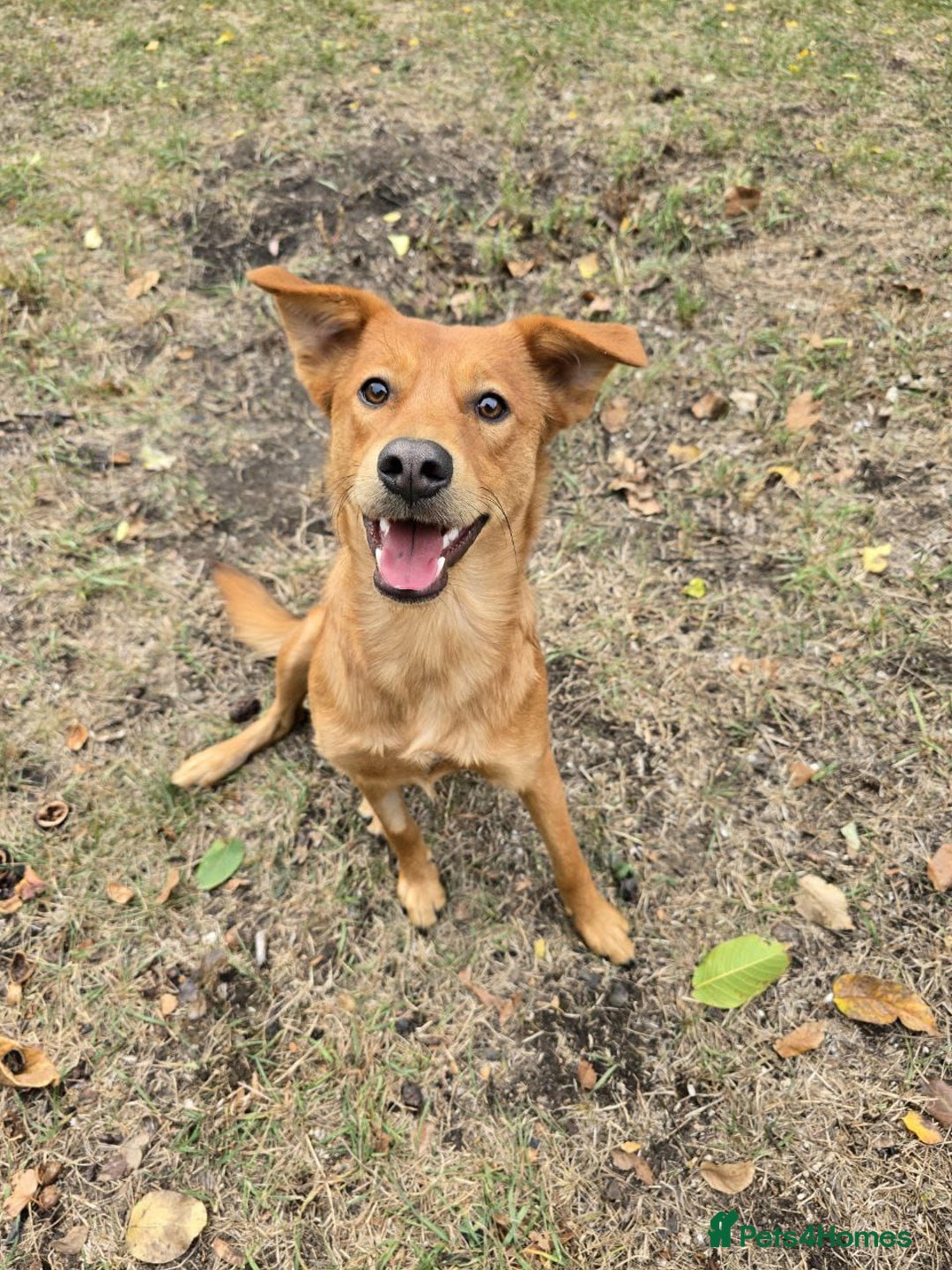 Mixed Breed dogs for adoption: 💙🐶 ARCHIE AND ARNY🐶💙 - Image 22