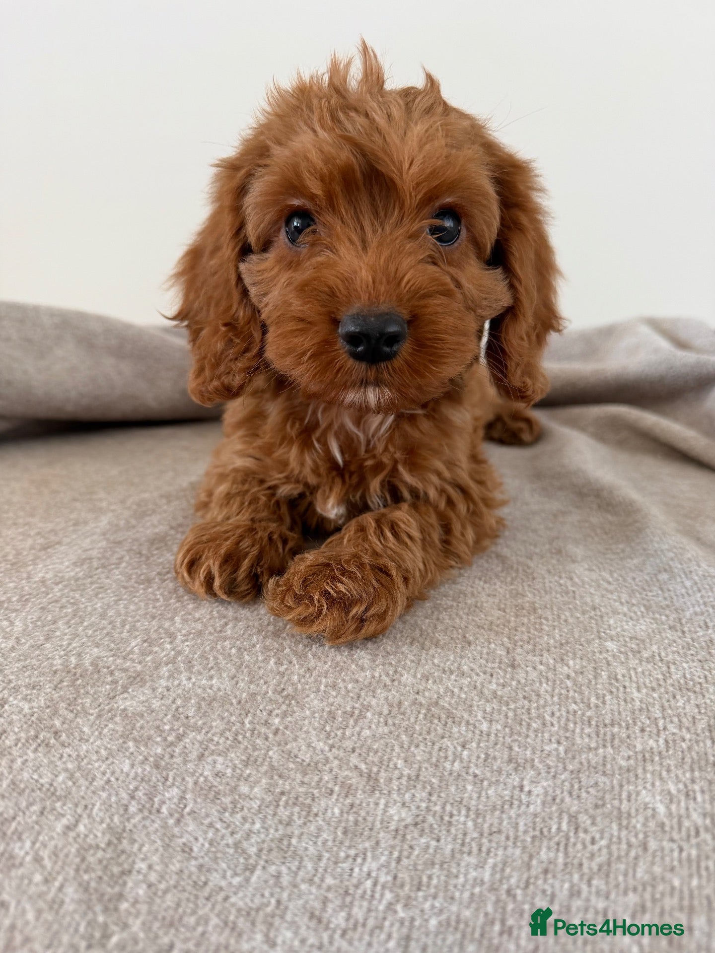 Cockapoo dogs Cockapoo Puppies - Advert 1